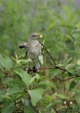 Moqueur polyglotte / Northern Mockingbird