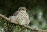 Moqueur polyglotte / Northern Mockingbird