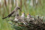 Moqueur polyglotte / Northern Mockingbird