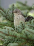 Moqueur polyglotte / Northern Mockingbird