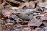 Jaseur boral / Bohemian Waxwing