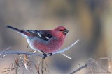 Durbec des sapins / Pine Grosbeak