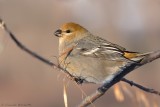 Durbec des sapins / Pine Grosbeak