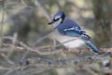 Geai bleu / Blue Jay