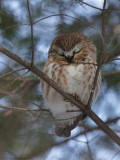 Petite nyctale / Northern Saw-whet Owl