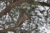 Grand duc dAmérique/ Great Horned Owl
