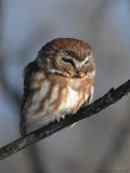 Petite nyctale / Northern Saw-whet Owl