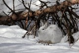 Lièvre dAmérique / Snowshoe Hare