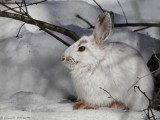Lièvre dAmérique / Snowshoe Hare