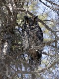 Grand duc dAmérique/ Great Horned Owl
