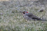 Pic flampoyant / Northern Flicker