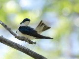 Hirondelle bicolore / Tree Swallow