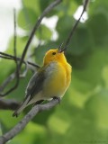 Paruline orange / Prothonatory Warbler