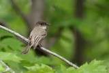 Moucherolle phbi / Eastern Phoebe