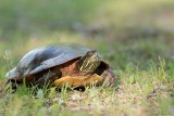 Tortue peinte / Painted turtle