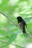 Paruline flamboyante / American Redstart