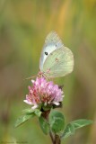 Coliade du trèfle / Clouded Sulphur