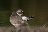 Pluvier semipalm  / Semipalmated Plover
