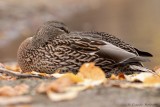 Canard colvert / Mallard