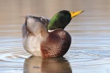 Canard colvert / Mallard