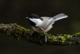 Msange  tte noire / Black-capped Chickadee