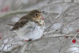 Grive  dos olive / Swainsons Thrush
