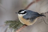 Sittelle à poitrine rousse / Red-breasted Nuthatch