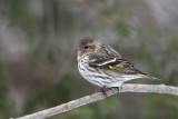 Tarin des pins / Pine Siskin