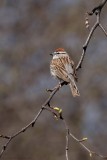 Bruant familier / Chipping Sparrow