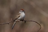 Bruant familier / Chipping Sparrow