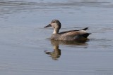 Canard chipeau / Gadwall