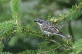 Paruline  croupion jaune / Yellow-rumped Warbler