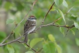 Bruant familier / Chipping Sparrow