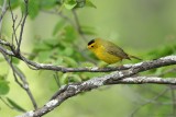 Paruline  calotte noire / Wilsons Warbler