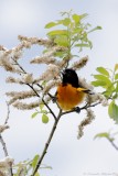 Oriole de Baltimore /  Baltimore Oriole