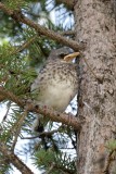 Moqueur polyglotte / Northern Mockingbird