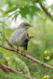 Moqueur polyglotte / Northern Mockingbird