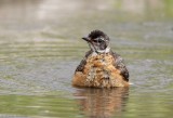 Merle dAmrique / American Robin