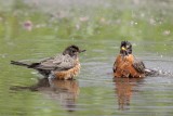 Merle dAmrique / American Robin