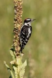 Pic mineur / Downy Woodpecker