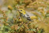 Paruline  gorge noire / Black-throated Green Warbler