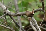 Troglodyte des forts / Winter Wren