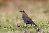 Quiscale rouilleux / Rusty Blackbird