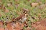 Bruant fauve / Fox Sparrow