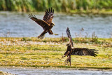 Marsh Harriers at play _U3V0877