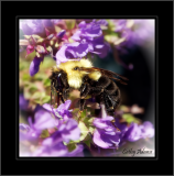 Love bumble bees!