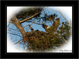 Male returning to the nest with food