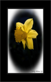 first daffodil :)