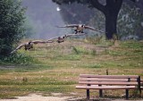 D5A_0970WoodwardPkGeese1.jpg