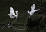 EGRETS
